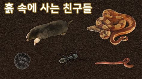 땅 속에 사는 동물